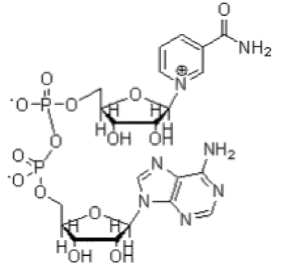 High quality NAD+ nicotinamide adenine dinucleotide 53-84-9  in stock