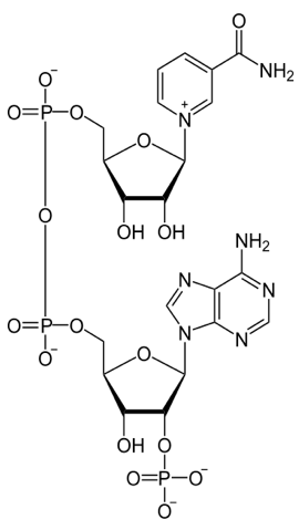 NADP+ nicotinamide adenine dinucleotide phosphate