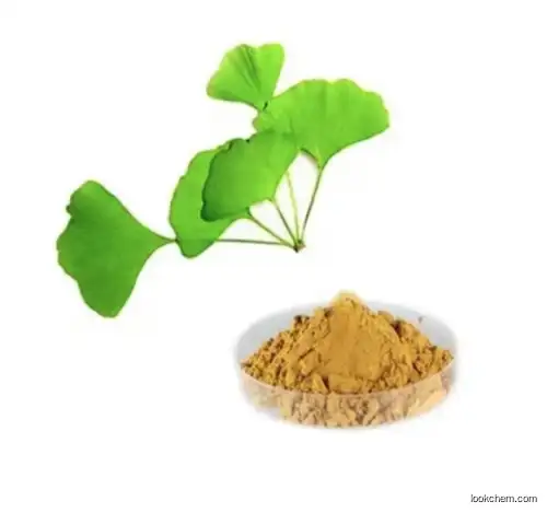 High Quality Pure natural Ginkgo Biloba Extract CAS 90045-36-6 with Nice Price