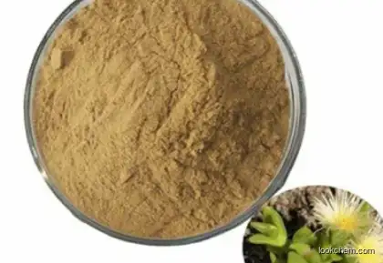 Herbal Extract CAS 24880-43-1  Mesembrianthemum Extract